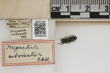 Media type: image;   Entomology 786124 Aspect: Labels